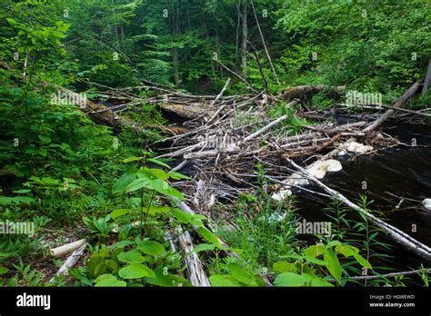 Trout Habitat Stock Photos & Trout Habitat Stock Images - Alamy