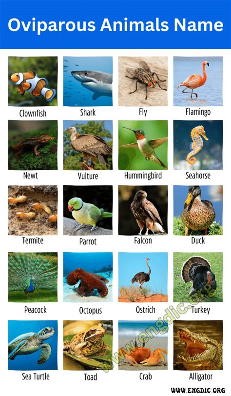 60+ Oviparous Animals Name (Egg Laying Animals) - EngDic