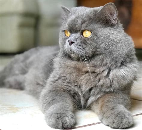 Blue Persian cat tips—so they never get the blues