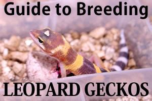 guide-to-breeding-leopard-geckos - Gecko Time