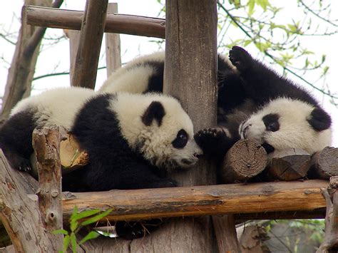 Giant Panda Cubs 206 | gill_penney | Flickr