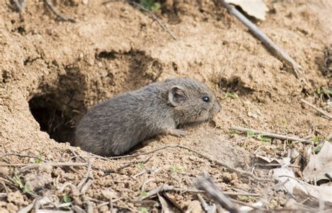 How To Get Rid Of Voles | Vole Control In CO