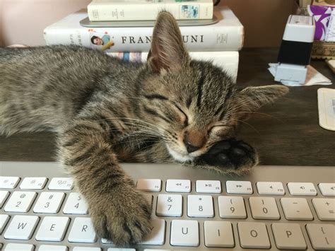 Cat on a keyboard : r/aww