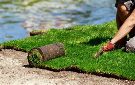 How to care for centipede grass? - Green Acres Gardening