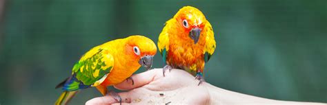 Parrots as Pets: Things You Need to Know | My Pet Needs That