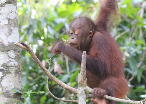 Orangutans Diet: What They Eat | Orangutan Appeal UK