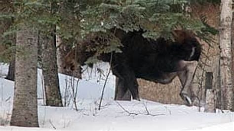 Man suffers minor injuries in moose attack | CBC News