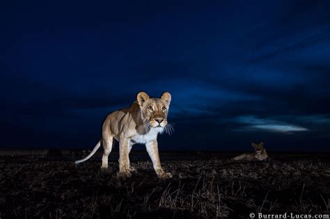 13 Sensational Camera Trap Photos Of African Animals At Night | Gizmodo Australia