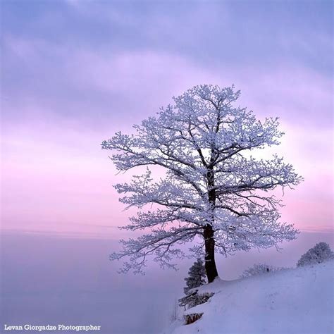 Snow Covered Tree Silhouette - greekpainters-portraits