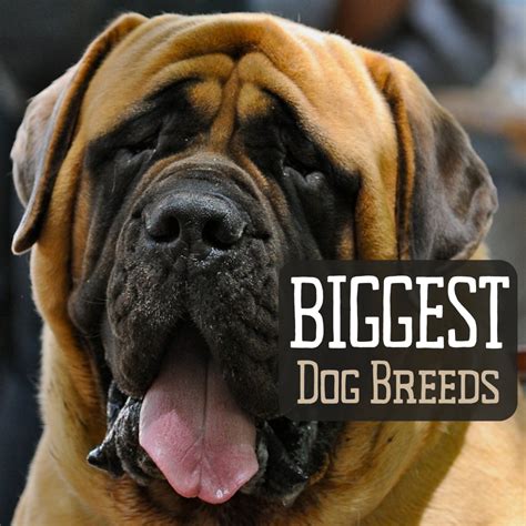 Really Big Dog Breeds