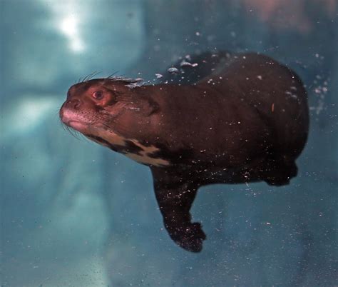 Giant Otter - Roger Williams Park Zoo