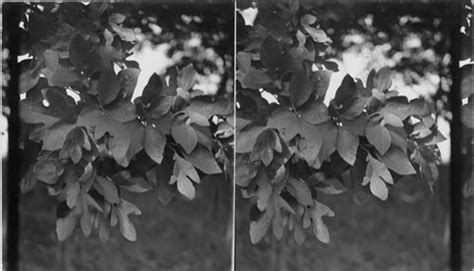 Sassafras tree showing mitten shaped leaves. Near Meadville, Penna — Calisphere