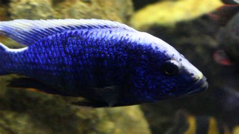 African Cichlids Breeds