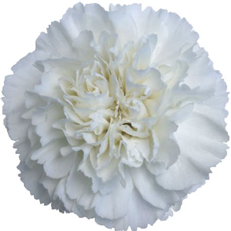 Carnation White | Cut Christmas Selection | Flower Suppliers Wholesale Flowers Direct