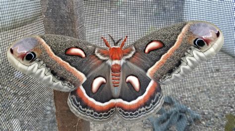 The largest moth in North America: the cecropia moth - Tree Pittsburgh