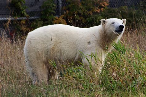 Polar Bear Habitat Opens Worlds Largest Outdoor Enclosure - My Timmins Now