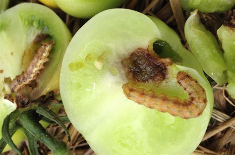 Tomato Fruitworm and Variegated Climbing Cutworm | Wayne County Integrated Pest Management