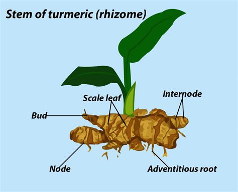 How many are the examples of rhizomesGinger, turmeric, canna, waterlily, banana, colocasia ...