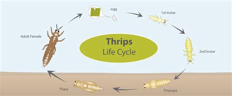 Onion thrips - BioBee South Africa