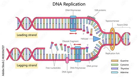 DNA replication showing leading and lagging strands, enzymes like DNA ...