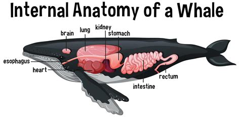 Whale Anatomy Diagram