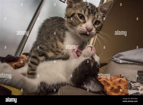 A pair of young kittens playing with each other Stock Photo - Alamy