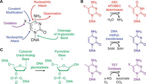 Cytosine Methylation