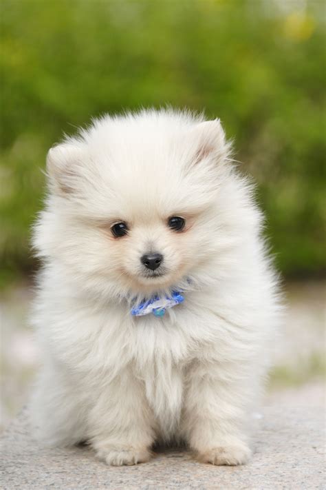 Cute Little Fluffy Dogs | www.pixshark.com - Images Galleries With A Bite!