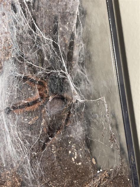 Tarantula Molting vertically : r/tarantulas