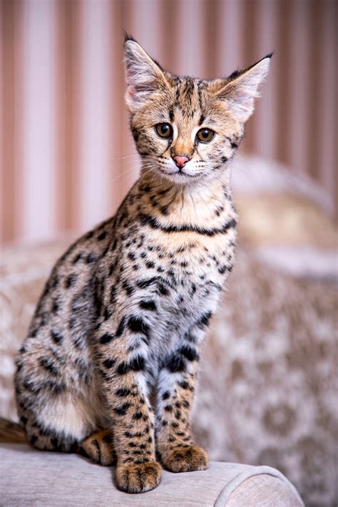 Savannah Cat Breed Information & Characteristics | Daily Paws