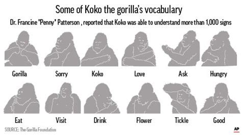 Koko - Koko Sign Language Fluent Gorilla Dies At 46 : Вожак стаи фудхантеров, сеньор кокобай.