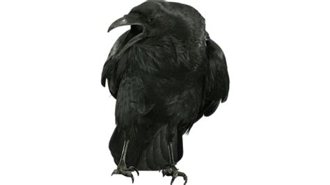 Raven Perched Cawing 1 Effect | FootageCrate - Free FX Archives