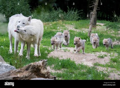 Arctic wolf pack Stock Photo - Alamy