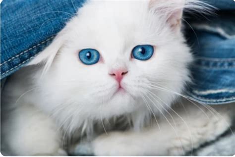 Persian Blue Eyes Cat | Persian Cat Price Delhi | QualityKitten.in