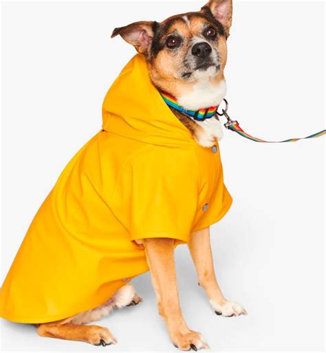 The Best Dog Clothes for Large Dogs - PureWow