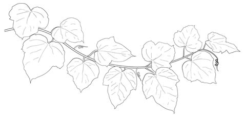 Drawing of ivy leaves. 8452578 Vector Art at Vecteezy