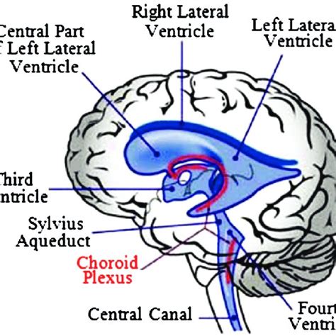 Views of the meshed model of ventricular system (fluid model) obtained... | Download Scientific ...