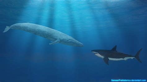 Blue Whale vs Megalodon by SameerPrehistorica on DeviantArt