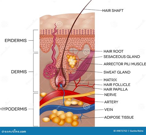 Hair Anatomy And Hair Follicle. Cartoon Vector | CartoonDealer.com ...