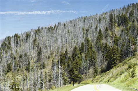 Forest Damaged by Acid Rain - Stock Image - C012/1599 - Science Photo Library