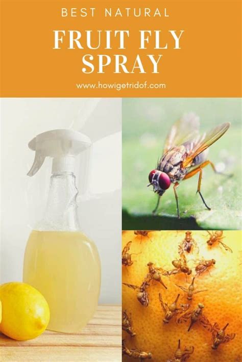 Best Natural Fruit Fly Spray - How I Get Rid Of