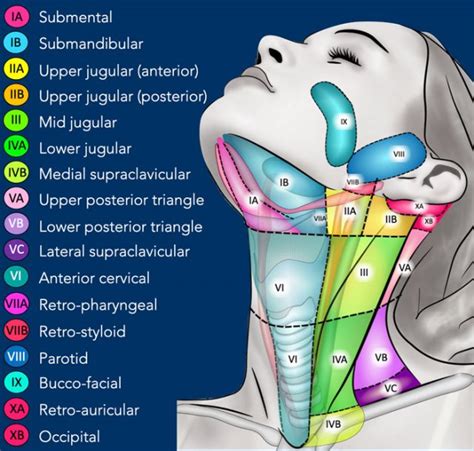 Occipital Lymph Node Location