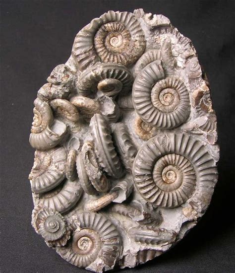 UK fossils including British ammonites - Fossils Direct