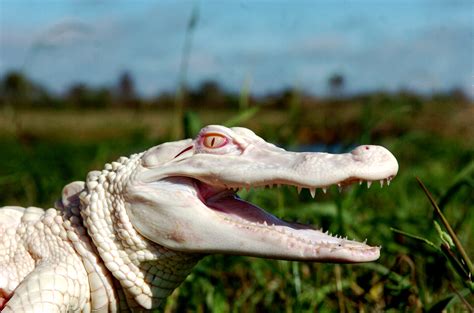 Albino Alligator