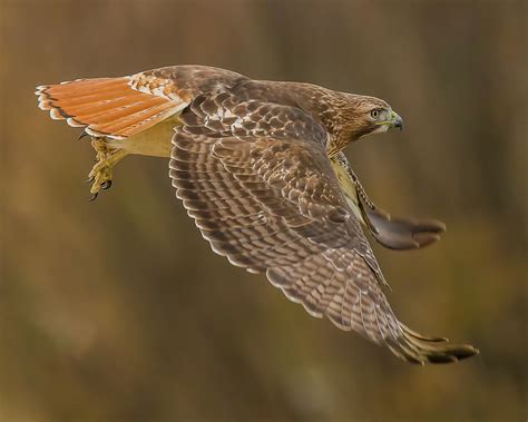 Juvenile Red-Tailed Hawk Flying By Morris Finkelstein ...