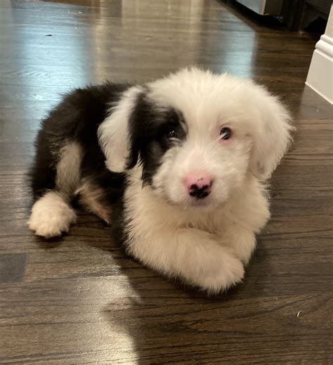 Old English Sheepdog Puppies For Sale | Frisco, TX #318624