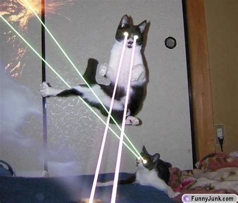 laser cats | Destroy then with Lazers! | Funny animals, Funny animal memes, Funny dogs