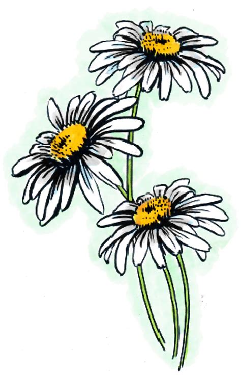 Daisies | Flower drawing, Flower art drawing, Flower art