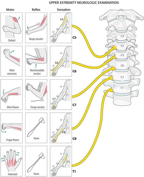 Spine health, Medical anatomy, Physical therapy