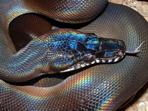 rendering - iridescent snake skin shader - Blender Stack Exchange